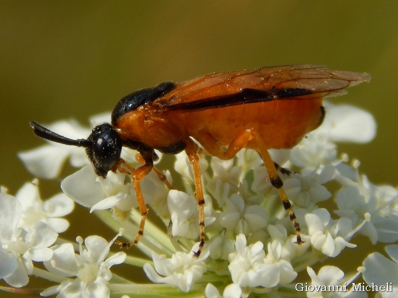 Argidae da ID: Arge ochropus